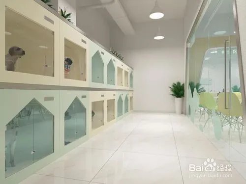 宠物美容怎样学习好？