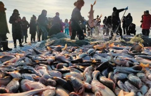 查干湖冬捕头鱼指的是什么鱼？