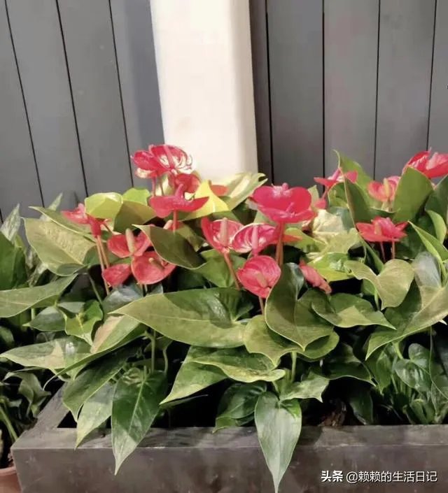 在水里养的花有哪些几种适合在水里养的花？