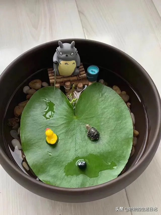 在水里养的花有哪些几种适合在水里养的花？