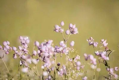 北冬虫草与蛹虫草区别