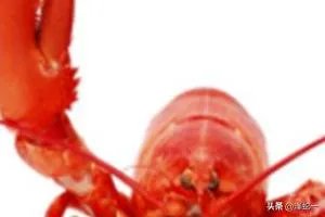 龙虾的养殖技术？