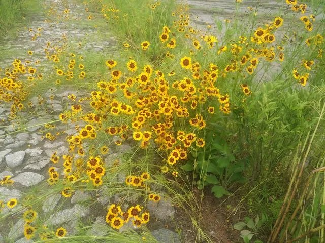 33-31，第3局，中国女排VS荷兰女排，为什么会惊现超高比分？