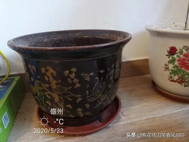 杜鹃是大叶还是小叶