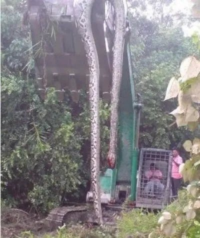 挖掘机挖出巨蛇事件是真是假：据说挖掘机挖出16米长巨蛇