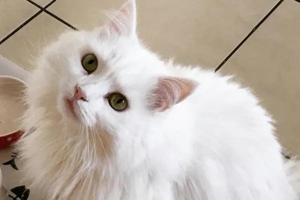 狗粮中的国产三大毒粮