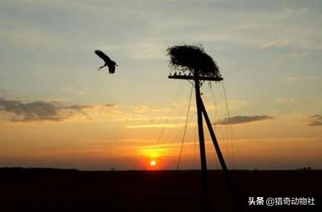 过去鸟筑巢都是在树上，为什么现在都在高压线铁塔上筑巢？