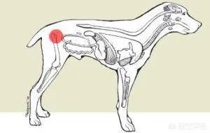 德牧为什么越来越少人养?