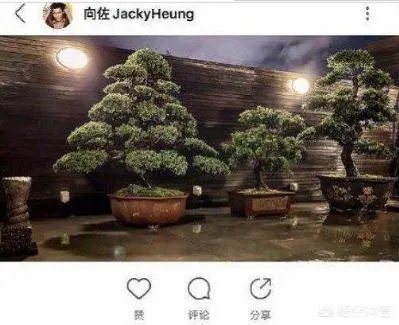 6月17日郭碧婷腹部隆起似皮球被猜测怀孕，为什么明星生子这么多人关注？