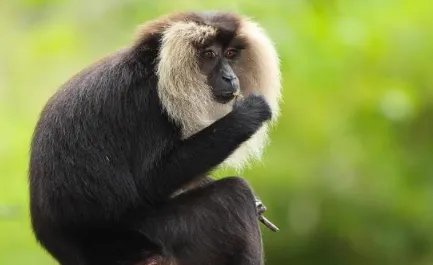 在世界上的动植物当中，狮尾猕猴有着怎样的生活习性？