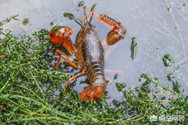 怎么养殖龙虾种苗?