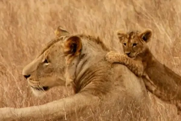 植物妈妈有办法还有哪些植物传播种子的方法?