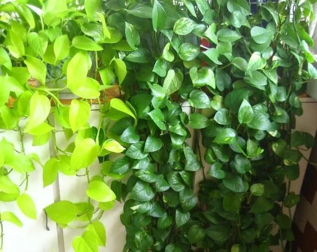 为啥你养的绿萝只长叶子不长藤蔓？