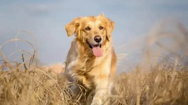 世界十大名犬排名图片