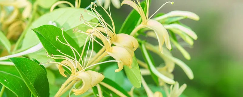 金银花怎么加工才可以泡茶喝 金银花怎么制作成茶