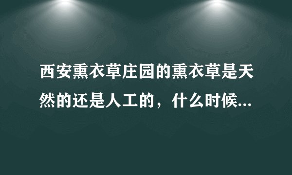 西安熏衣草庄园的熏衣草是天然的还是人工的，什么时候开花呢?