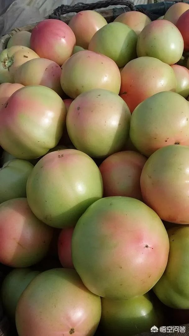 为什么以前的西红柿二三天就坏了，而现在买回来的西红柿一二个星期也不坏？