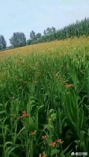 种药材真的能赚钱吗