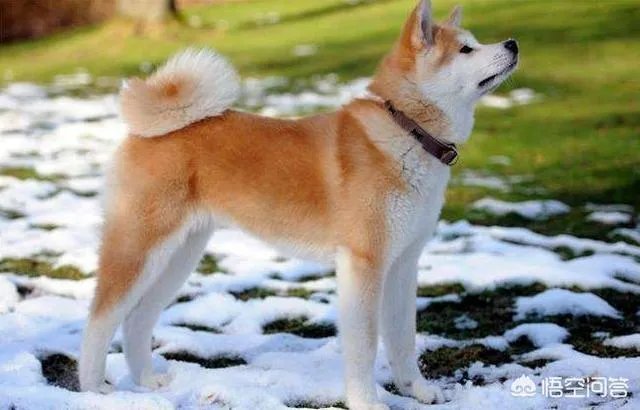 秋田犬价格为什么那么昂贵？