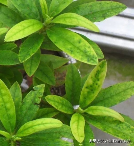 杜鹃是大叶还是小叶