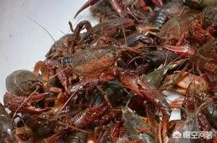 现在放小龙虾种苗还适合吗？为什么有些人这个时段放，现在放的话存活率是多少？