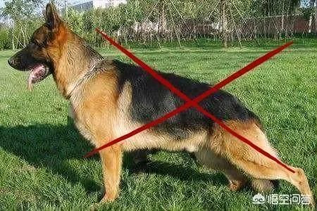 德牧为什么越来越少人养?