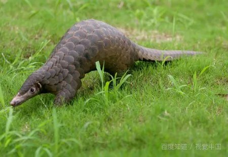 守护森林不被白蚁破坏的是什么