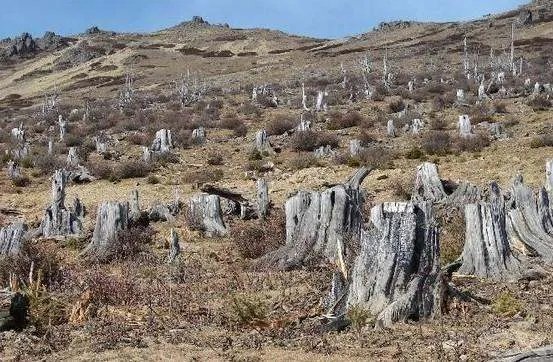 加拿大两巨大冰盖完全消失，这对环境会造成什么影响？