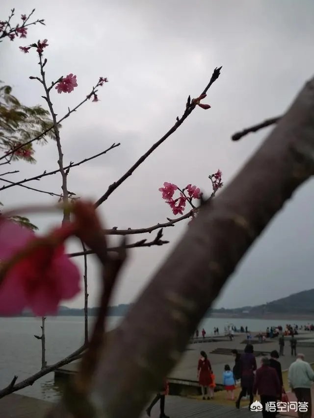 《你好，猫先森》的人物简介是什么？男主就是猫还是灵魂互换啊？