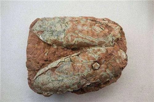 我有一个恐龙蛋化石。不知道值多少钱