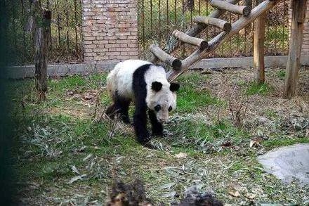 对于美国孟菲斯动物园熊猫瘦骨嶙峋这件事，动物园是如何回应的？