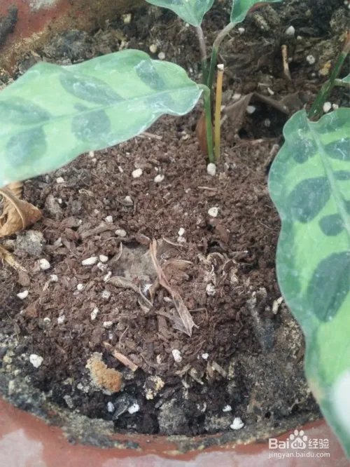 花卉种植技术教程