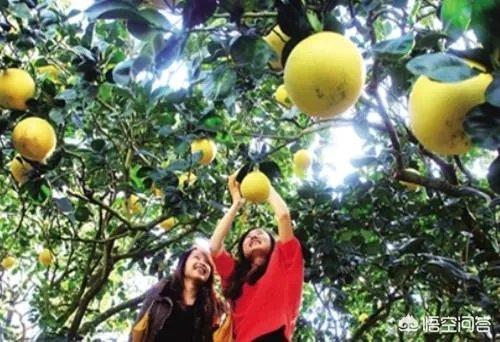 乡村旅游景区如何提升规划设计？