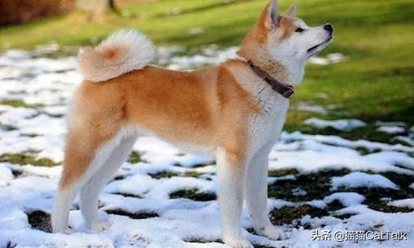 秋田犬价格为什么那么昂贵？