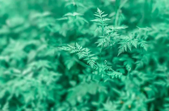 清明节的来历简短 清明节由来介绍简短