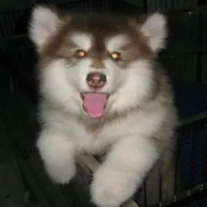 阿拉斯加雪橇犬的性格特点和内心世界