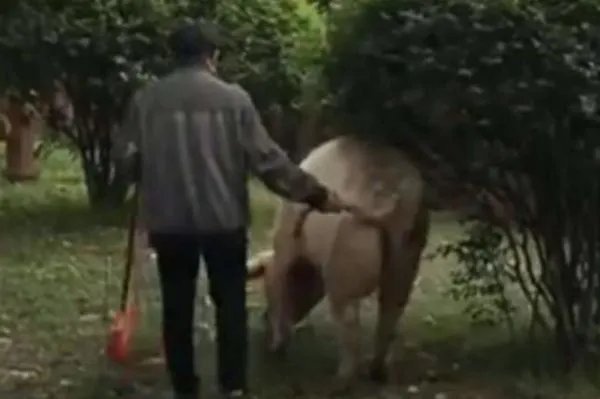 国庆多名游客探望13岁猪坚强，它的生活如何？