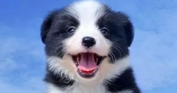 世界十大名犬排名图片