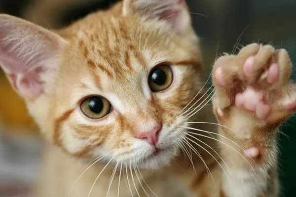 狗粮中的国产三大毒粮