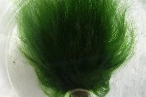 乌龟品种价格哪个最贵？