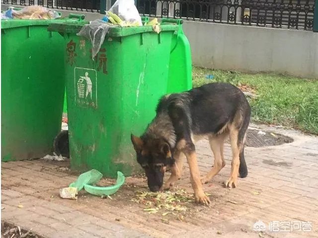 关于应女士盗警犬一事，你怎么看？