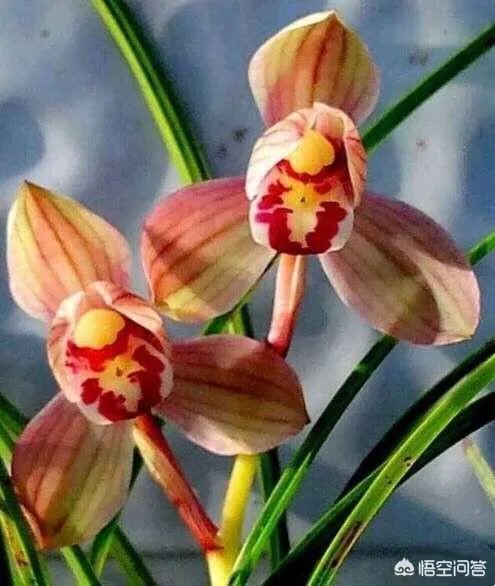 央视春晚节目单公布，之前盛传的孙楠为什么不在此名单内？