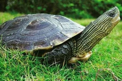 乌龟品种价格哪个最贵？