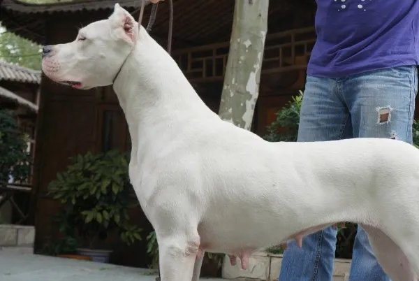 世界十大名犬排行榜 这些狗都很有名价格很高