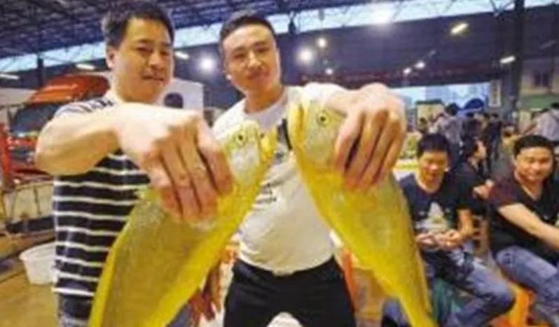 大黄鱼为什么能卖出轿车钱？