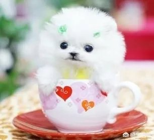 茶杯犬长不大吗？
