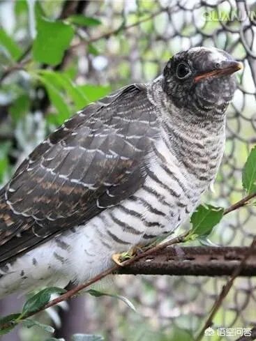 黄鹂知人意，柳外时时送好音。上联如何对？