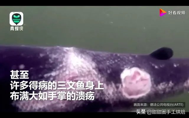 各地纷纷下架三文鱼，现在三文鱼还能吃吗？