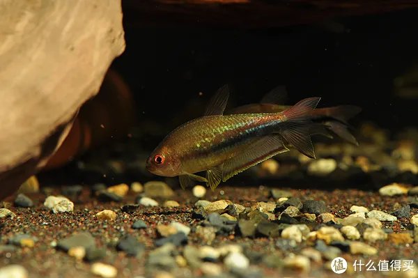 摄影新人经验分享---如何拍摄好那些漂亮的观赏鱼