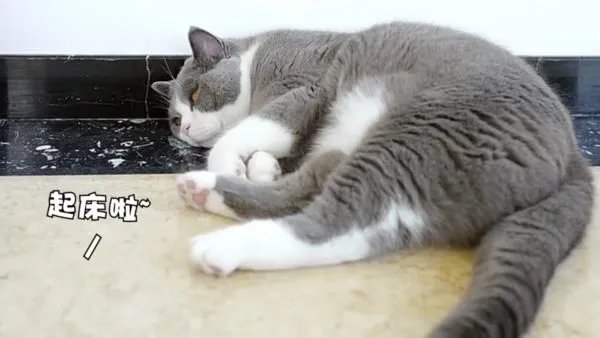 昼伏夜出的动物有哪些？